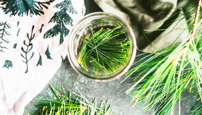 Pine needles an ancient source of vitamin C and their modern day applications