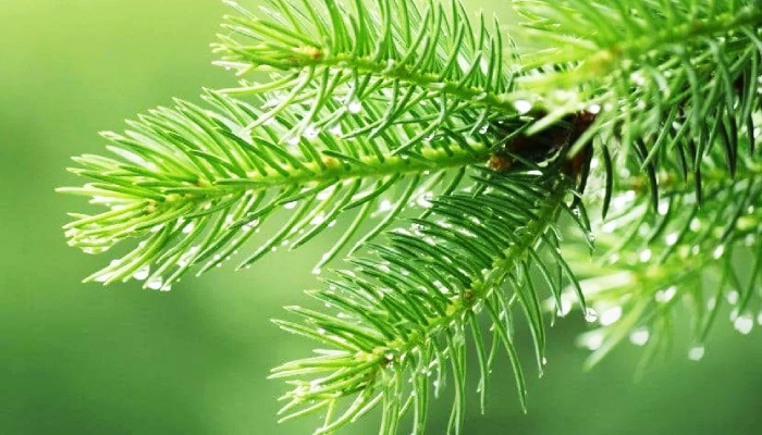 Nutritional profile of pine needles: A rich source of vitamin C