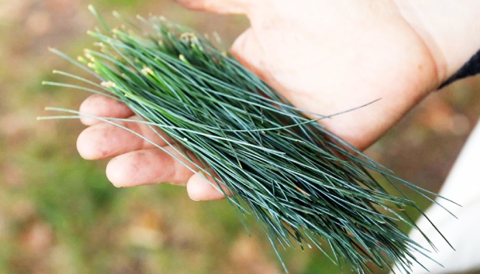 Nutritional profile of pine needles